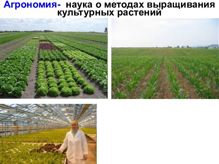 Агрономия- наука о методах выращивания культурных растений