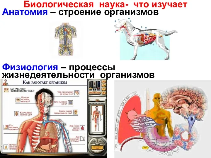 Биологическая наука- что изучает Анатомия – строение организмов Физиология – процессы жизнедеятельности организмов