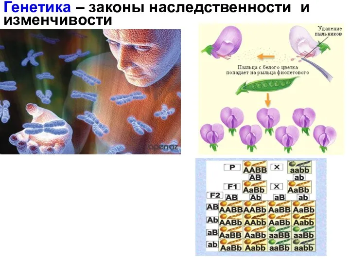 Генетика – законы наследственности и изменчивости