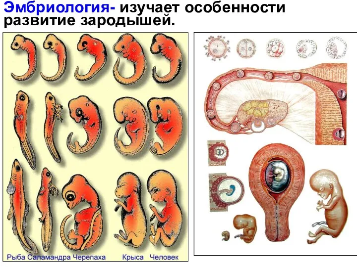 Эмбриология- изучает особенности развитие зародышей.