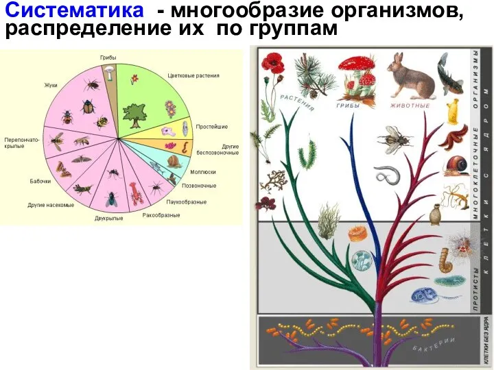 Систематика - многообразие организмов, распределение их по группам