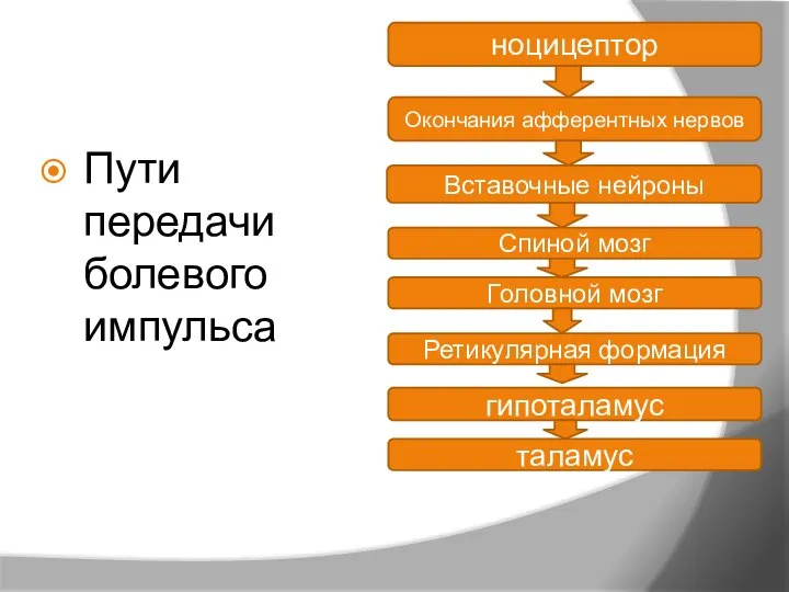 Пути передачи болевого импульса ноцицептор Окончания афферентных нервов Вставочные нейроны Спиной мозг