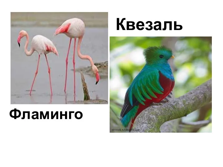 Фламинго Квезаль