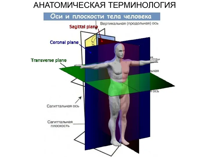 АНАТОМИЧЕСКАЯ ТЕРМИНОЛОГИЯ