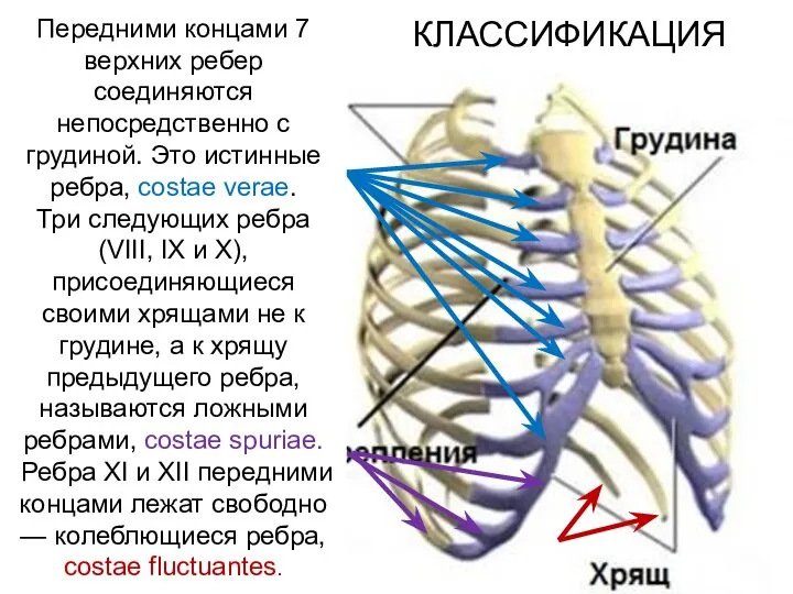 КЛАССИФИКАЦИЯ Передними концами 7 верхних ребер соединяются непосредственно с грудиной. Это истинные
