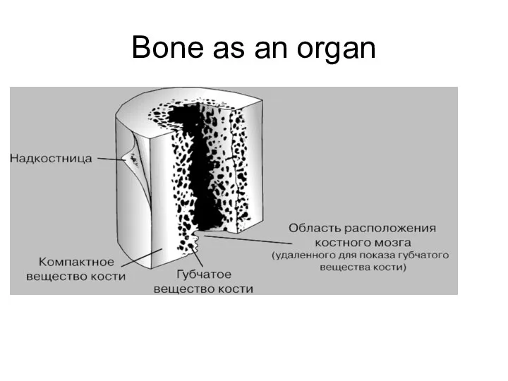 Bone as an organ
