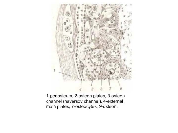 1-periosteum, 2-osteon plates, 3-osteon channel (haversov channel), 4-external main plates, 7-osteocytes, 9-osteon.