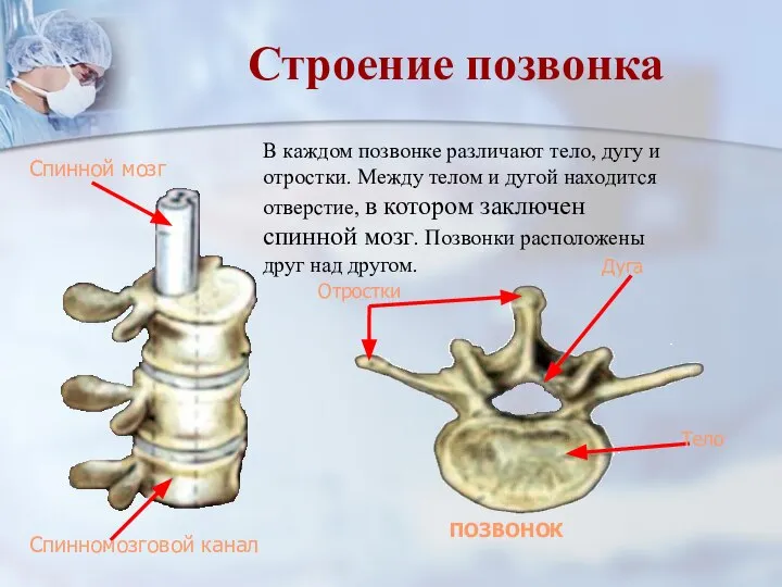 В каждом позвонке различают тело, дугу и отростки. Между телом и дугой