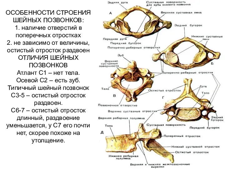 ОСОБЕННОСТИ СТРОЕНИЯ ШЕЙНЫХ ПОЗВОНКОВ: 1. наличие отверстий в поперечных отростках 2. не