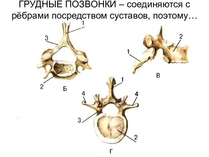 ГРУДНЫЕ ПОЗВОНКИ – соединяются с рёбрами посредством суставов, поэтому…