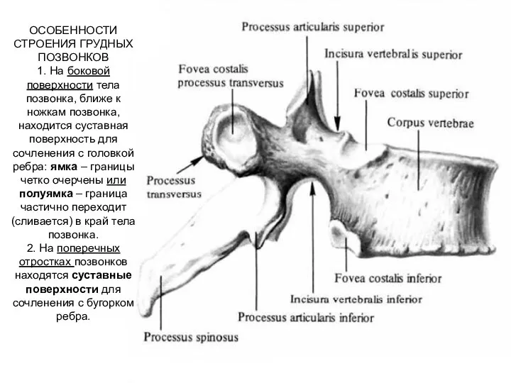 ОСОБЕННОСТИ СТРОЕНИЯ ГРУДНЫХ ПОЗВОНКОВ 1. На боковой поверхности тела позвонка, ближе к