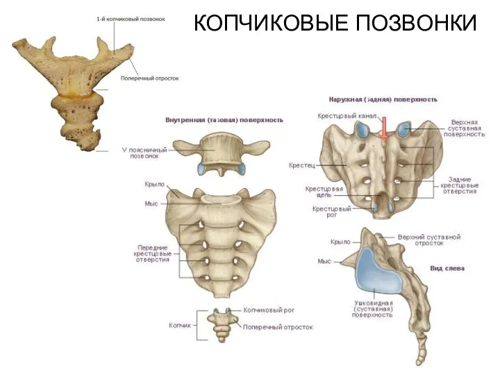 КОПЧИКОВЫЕ ПОЗВОНКИ