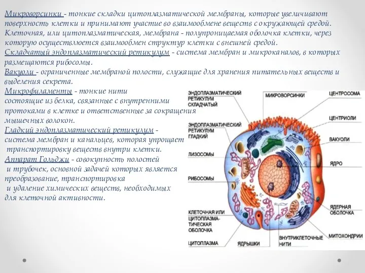 Микроворсинки - тонкие складки цитоплазматической мембраны, которые увеличивают поверхность клетки и принимают