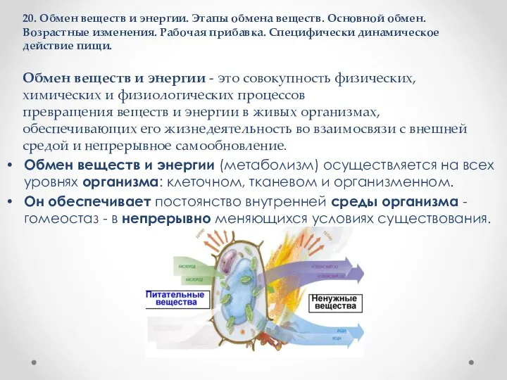 20. Обмен веществ и энергии. Этапы обмена веществ. Основной обмен. Возрастные изменения.