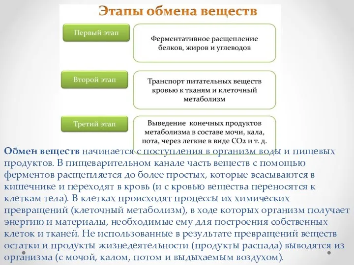 Обмен веществ начинается с поступления в организм воды и пищевых продуктов. В