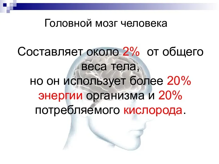 Составляет около 2% от общего веса тела, но он использует более 20%