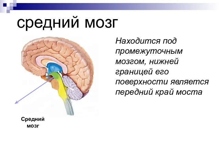 средний мозг Находится под промежуточным мозгом, нижней границей его поверхности является передний край моста Средний мозг