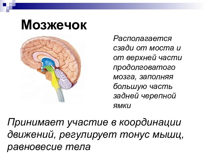 Мозжечок Располагается сзади от моста и от верхней части продолговатого мозга, заполняя