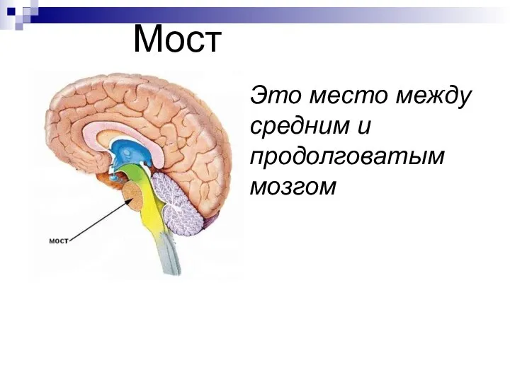 Это место между средним и продолговатым мозгом Мост