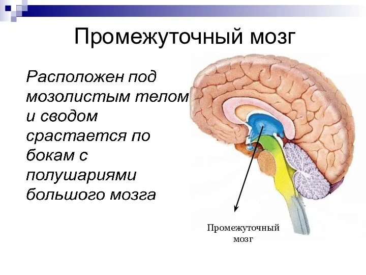 Промежуточный мозг Промежуточный мозг