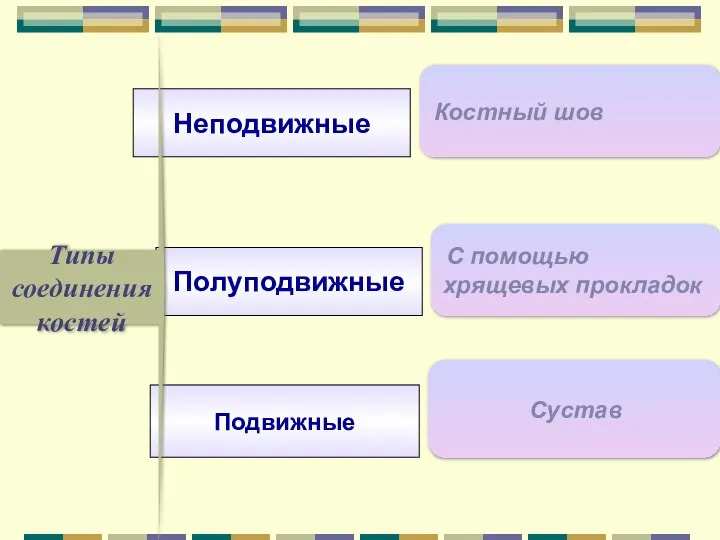 Типы соединения костей