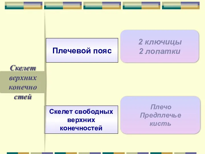 Скелет верхних конечно стей