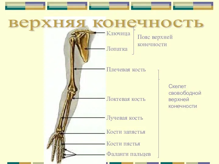 верхняя конечность Ключица Лопатка Плечевая кость Локтевая кость Лучевая кость Кости запястья