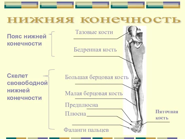 Тазовые кости Бедренная кость Большая берцовая кость Малая берцовая кость Предплюсна Плюсна