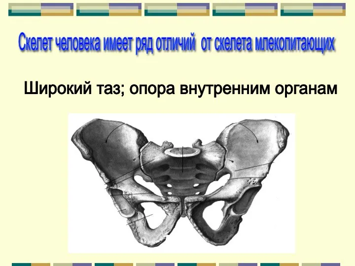 Широкий таз; опора внутренним органам Скелет человека имеет ряд отличий от скелета млекопитающих