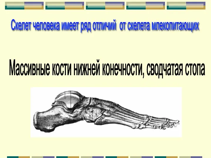 Массивные кости нижней конечности, сводчатая стопа Скелет человека имеет ряд отличий от скелета млекопитающих