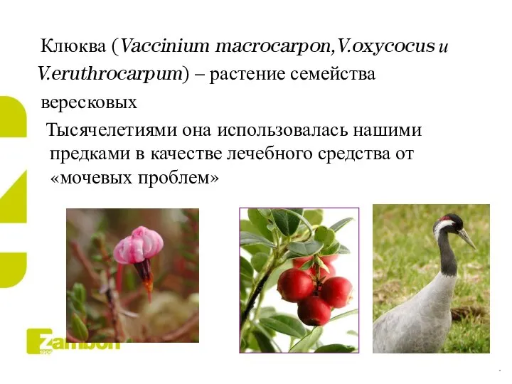 Клюква (Vaccinium macrocarpon,V.oxycocus и V.eruthrocarpum) – растение семейства вересковых Тысячелетиями она использовалась