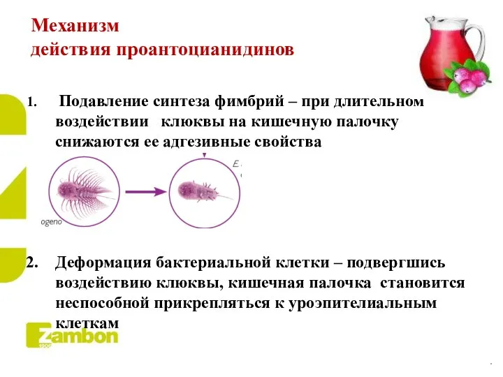 Механизм действия проантоцианидинов Подавление синтеза фимбрий – при длительном воздействии клюквы на