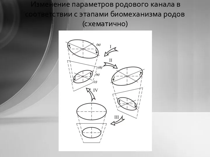 Изменение параметров родового канала в соответствии с этапами биомеханизма родов (схематично)