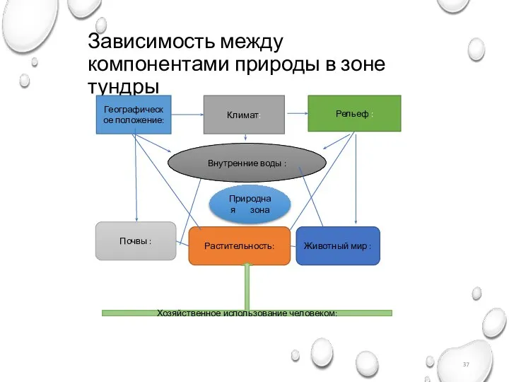 Зависимость между компонентами природы в зоне тундры Географическое положение: Климат: Рельеф :