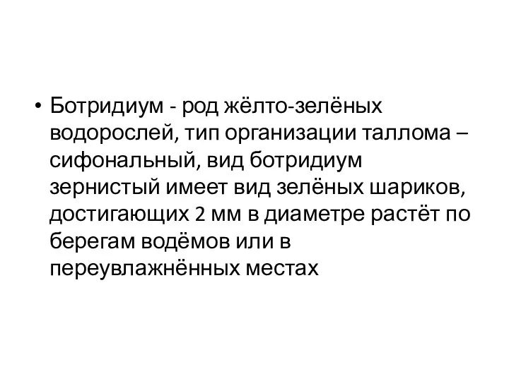 Ботридиум - род жёлто-зелёных водорослей, тип организации таллома –сифональный, вид ботридиум зернистый