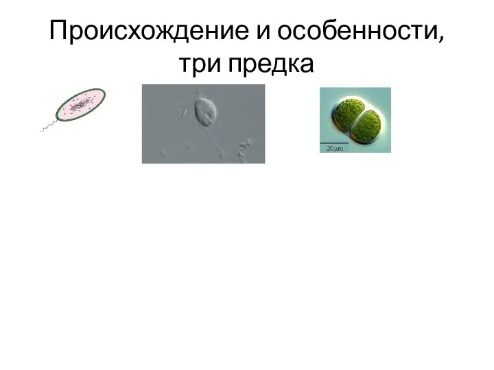 Происхождение и особенности, три предка