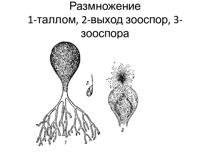 Размножение 1-таллом, 2-выход зооспор, 3- зооспора