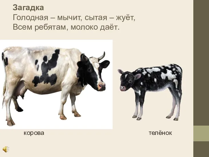 Загадка Голодная – мычит, сытая – жуёт, Всем ребятам, молоко даёт. корова телёнок