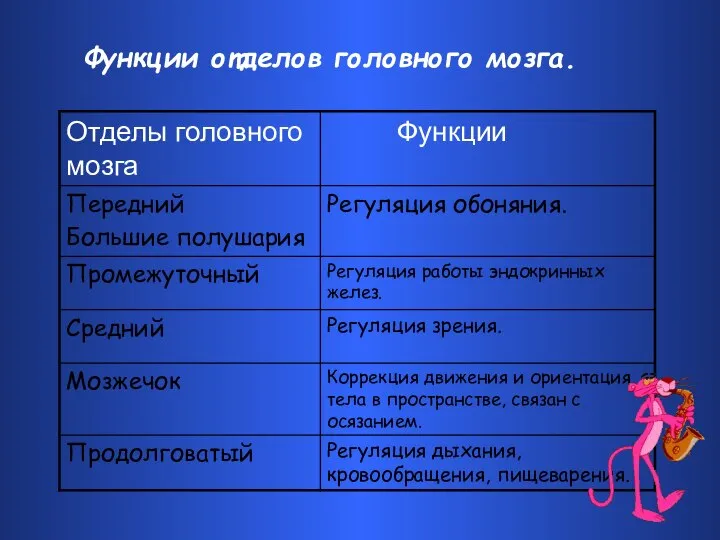 Функции отделов головного мозга.