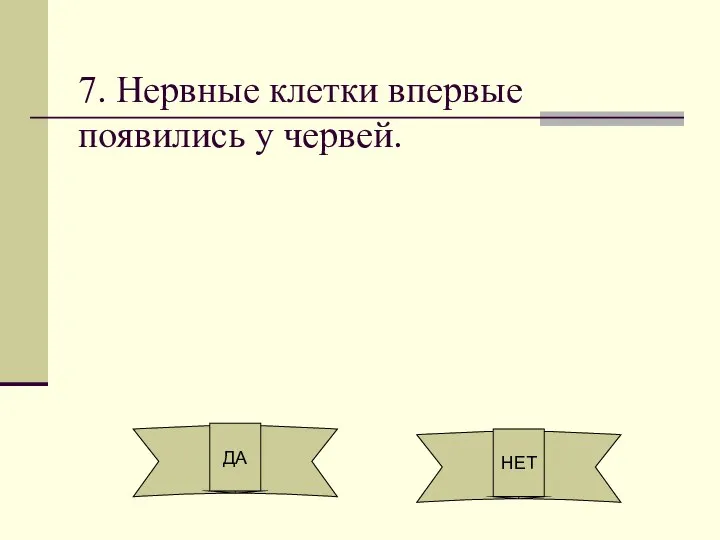 7. Нервные клетки впервые появились у червей. ДА НЕТ