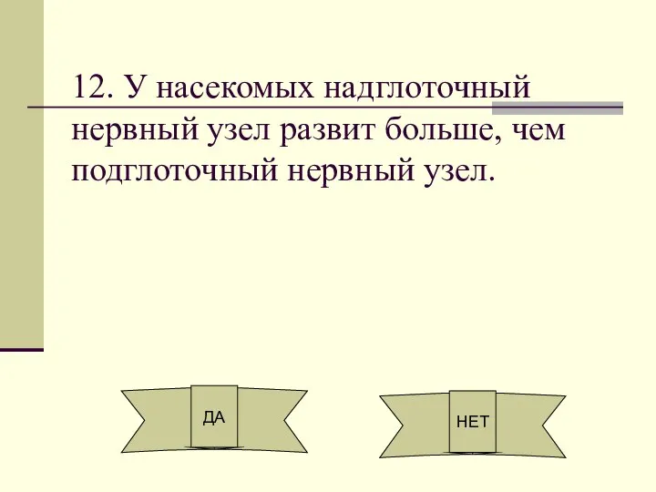 12. У насекомых надглоточный нервный узел развит больше, чем подглоточный нервный узел. ДА НЕТ