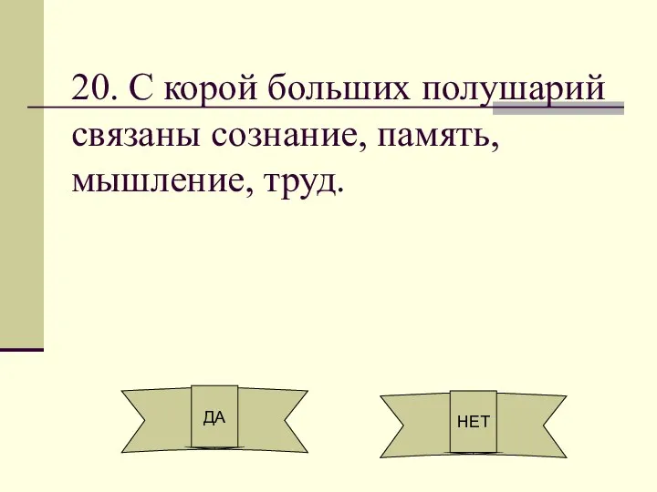 20. С корой больших полушарий связаны сознание, память, мышление, труд. ДА НЕТ