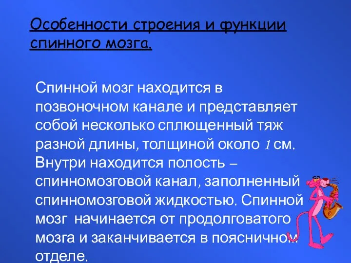 Особенности строения и функции спинного мозга. Спинной мозг находится в позвоночном канале