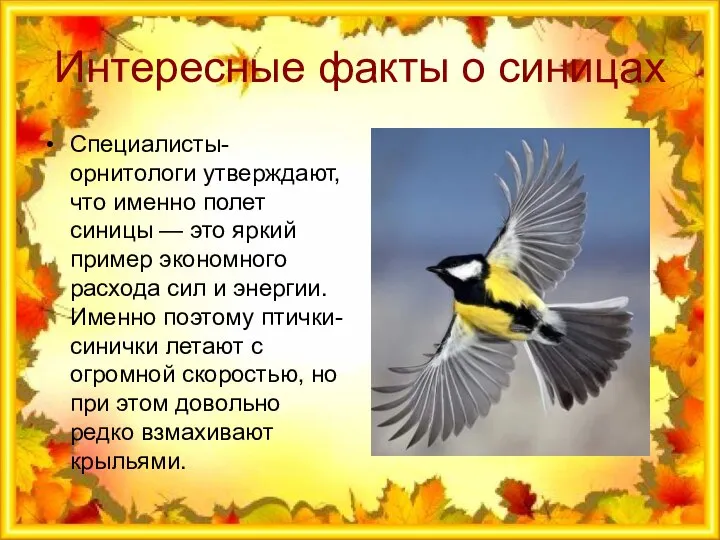 Интересные факты о синицах Специалисты-орнитологи утверждают, что именно полет синицы — это