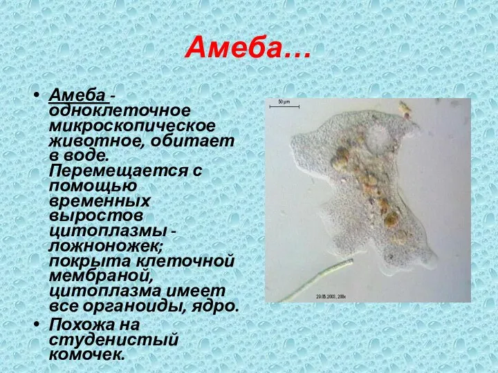 Амеба… Амеба - одноклеточное микроскопическое животное, обитает в воде. Перемещается с помощью