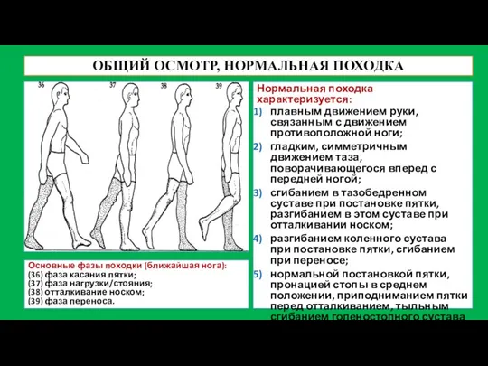 ОБЩИЙ ОСМОТР, НОРМАЛЬНАЯ ПОХОДКА Основные фазы походки (ближайшая нога): (36) фаза касания