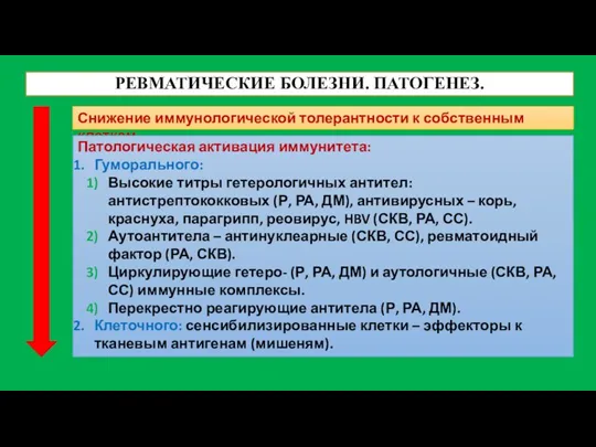 РЕВМАТИЧЕСКИЕ БОЛЕЗНИ. ПАТОГЕНЕЗ. Снижение иммунологической толерантности к собственным клеткам. Патологическая активация иммунитета: