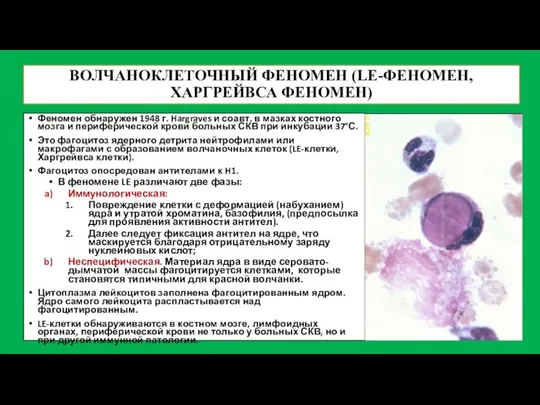 ВОЛЧАНОКЛЕТОЧНЫЙ ФЕНОМЕН (LE-ФЕНОМЕН, ХАРГРЕЙВСА ФЕНОМЕН) Феномен обнаружен 1948 г. Hargraves и соавт.