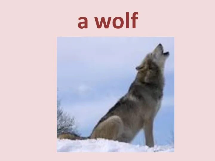 a wolf