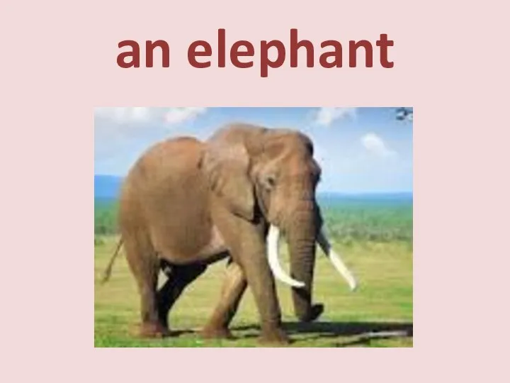 an elephant